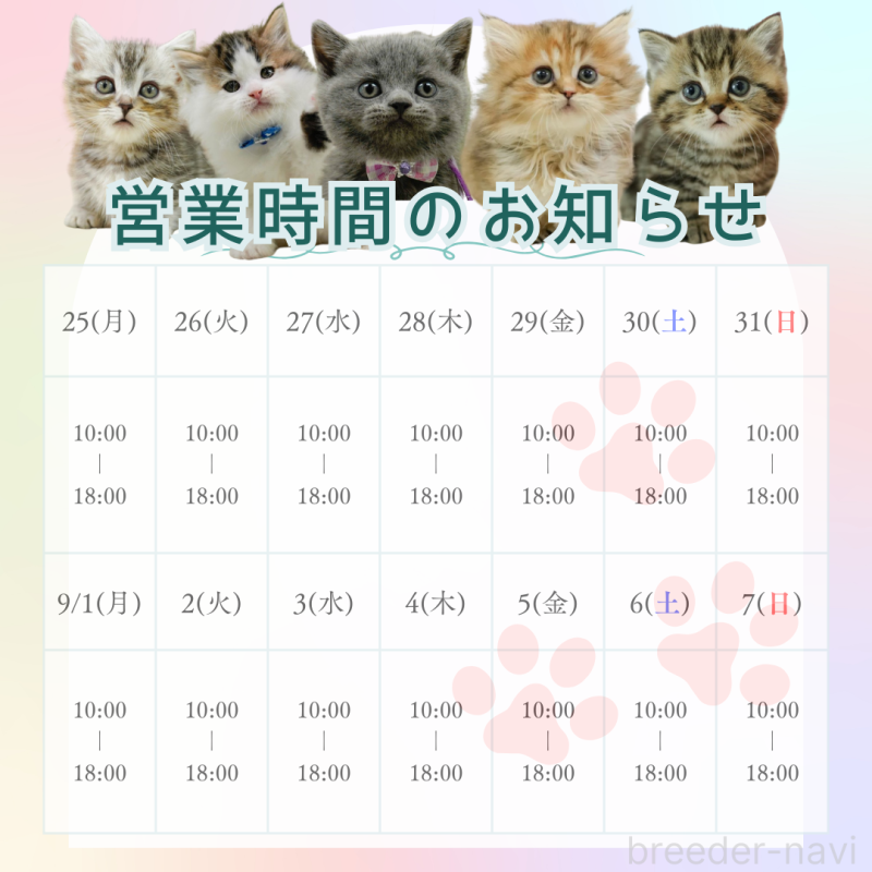 成約済の茨城県のマンチカン-124758の3枚目